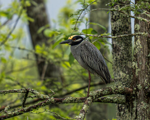 Yellow-crowned Night Heron in Cypress Swamp
Louisiana Wildlife 
