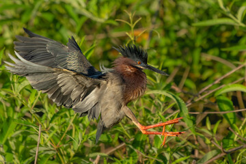 A green heron landing in a marsh