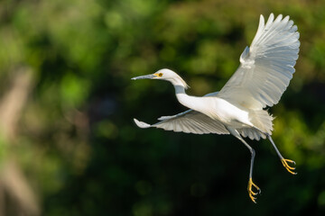 Snowy egret flying over a pond