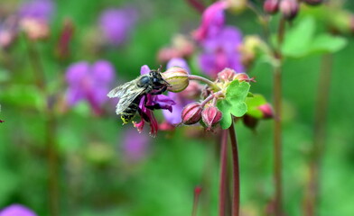 Biene in einer violetten Storchschnabel-Blüte