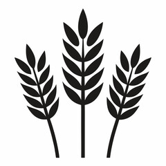 wheat ears isolated on white