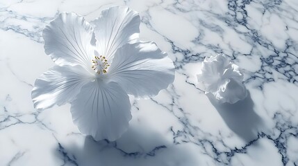 White hibiscus flowers on marble background photo