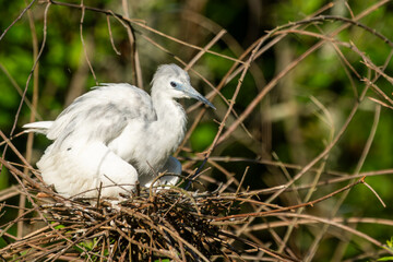 A juvenile tri-colored heron perched on a nest