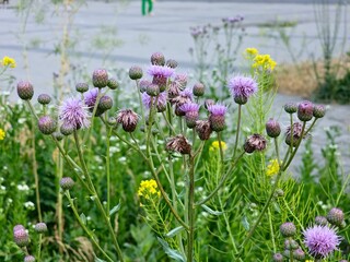 Among herbs in the wild grows and blooms field thistle Cirsium arvense.