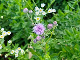 Among the herbs in the wild grows and blooms the field thistle Cirsium arvense.