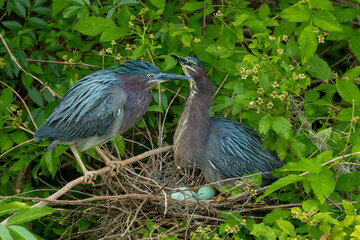 A pair of green hernons perched on a next with eggs