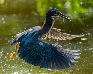 A green heron catching a tadpole