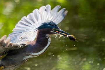 A green heron catching a tadpole