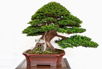 A Juniperus chinensis bonsai, expertly shaped, sits in a shallow pot on a wooden table against a white background. Its lush green foliage and twisted trunk highlight traditional Japanese artistry

