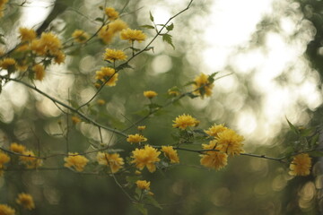 yellow flowers on a tree