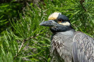 A yellow-crowned night heron perched in a tree