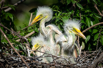 Great egret chicks in a nest