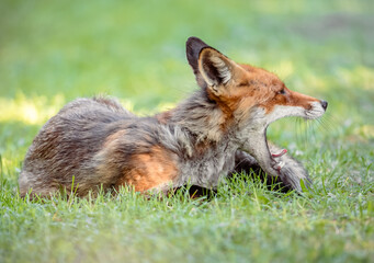 red fox  biting