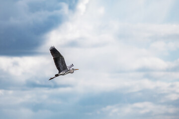 Grey heron soaring gracefully through a cloudy sky, showcasing the beauty of flight and nature