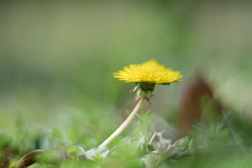 Dandelion in Bloom