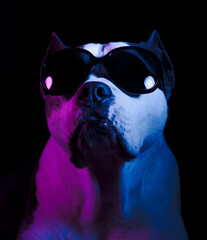 Cool Canine Portrait