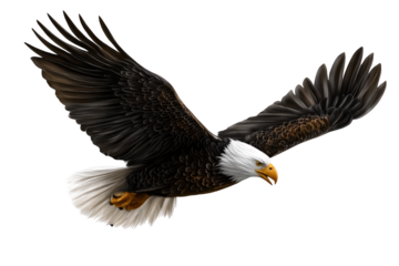 Bald Eagle Flying Isolated on Transparent Background isolated on transparent background