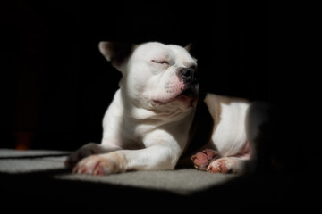 Boston Terrier Puppy Sleeps Peacefully