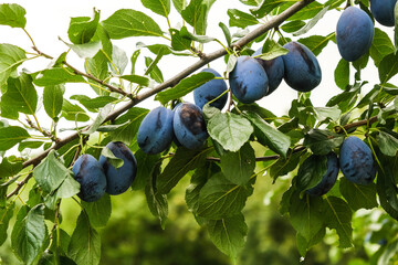 Blue plums ripened in the garden in autumn. Growing plums in the garden. The season for harvesting blue plums is autumn.