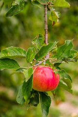 Growing organic apples in the garden. Apple ripening season. Harvesting apples in autumn.