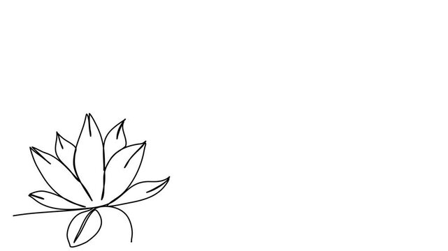 Lotus, water lily. One line drawing animation with alpha channel.