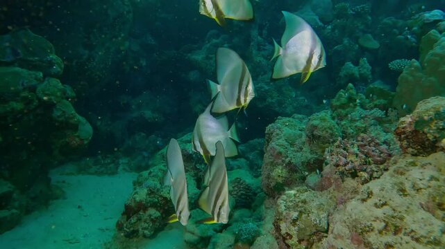 Group of Spadefish swimming above bottom near coral reef, Slow motion of Orbicular Batfish, Platax orbicularis floating over seabed