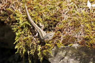 Sand Lizard, Lacerta agilis