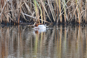 Eurasian Wigeon, Mareca penelope