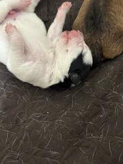 newborn baby sleeping