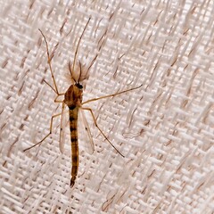 Male chironomid resting on textured white fabric, with fine plumose antennae, transparent wings, and slender striped abdomen, a harmless insect related to non-biting mosquitoes. Rome, Italy, May 2, 20