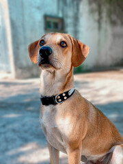 Retrato de Perro rubio 