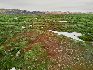 Moss is covering the volcanic landscape of iceland