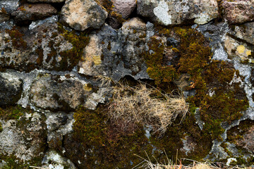 Dry grass growing on an old mossy stone wall