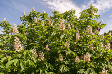 Fioritura di ippocastano in primavera