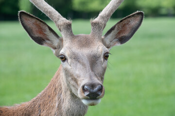 Portrait of a Barbary deer (Cervus elaphus barbarus) looking into the camera. In the background is a green meadow.