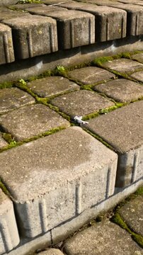 Kipsala Riga: Close Up of Old Paving Stones with Moss Detail