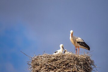 adult stork with chicks in the nest