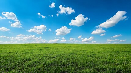 Vast expanse of green grass under a vibrant blue sky.