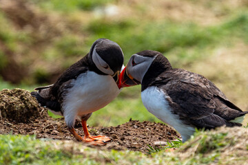 atlantic puffin in skomer island