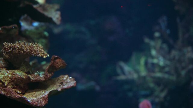 Yellow-Striped Fish Over Coral