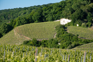 Young bunches of pinot noir grapes growing and forming on branch on grand cru hilly vineyards near...