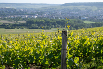 Young bunches of pinot noir grapes growing and forming on branch on grand cru hilly vineyards near...
