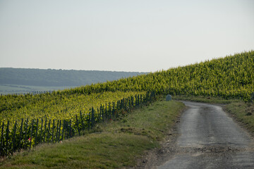 Fototapeta premium Young bunches of pinot noir grapes growing and forming on branch on grand cru hilly vineyards near village Ay-Champange, Vallee de la Marne, Champagne region, France, row of grape plants