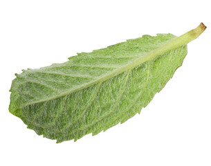 Back side of green mint leaf on isolated background