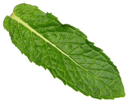 Green mint leaf with visible veins, isolated background, close up