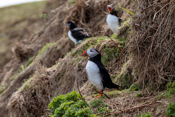 Atlantic puffins colony on Skomer Island