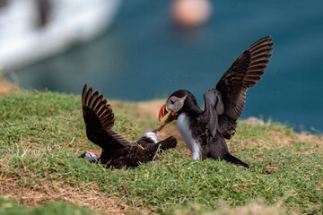 atlantic puffin fighting