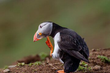 atlantic puffin scratching head