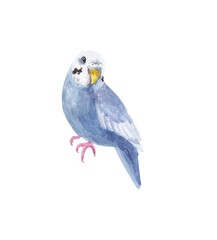 Budgie in blue watercolor on a white background