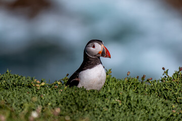 atlantic puffin in skomer island